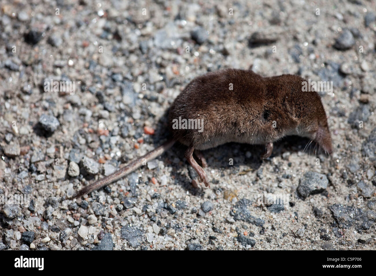 Eine tote Maus auf einer Straße Stockfoto