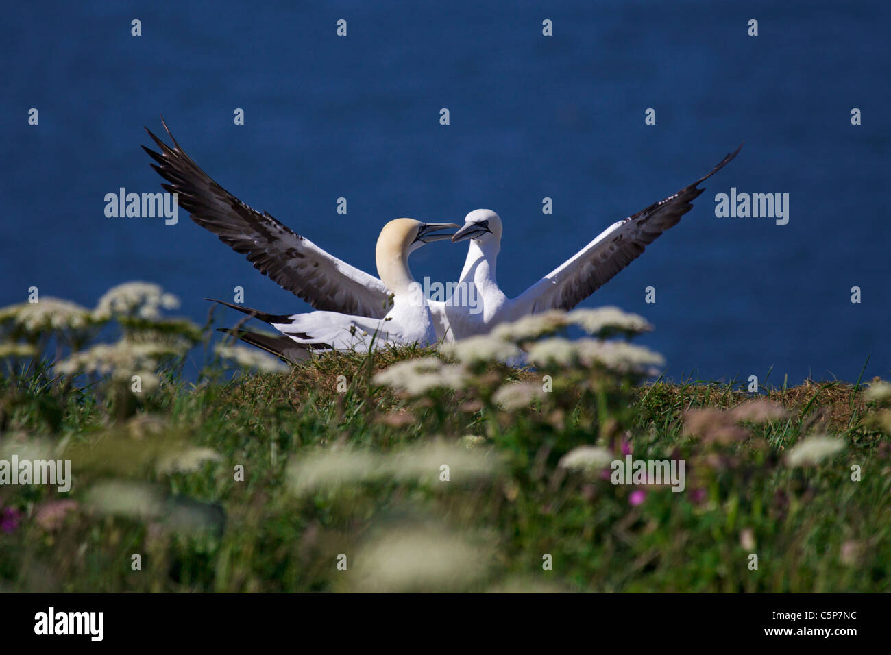 Basstölpel Morus Bassanus, in der Werbung zeigt, RSPB Reserve Bempton Cliffs, UK Stockfoto