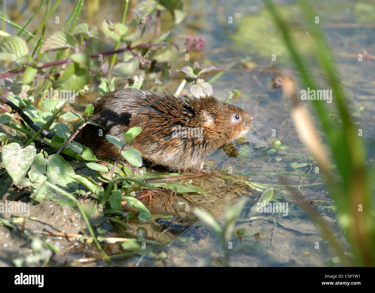 Eine Schermaus (Viridors Wühlmäuse) in den Gewässern des Arundel Wildfowl und Wetlands Centre - entlassen werden Foto-Simon Dack Stockfoto
