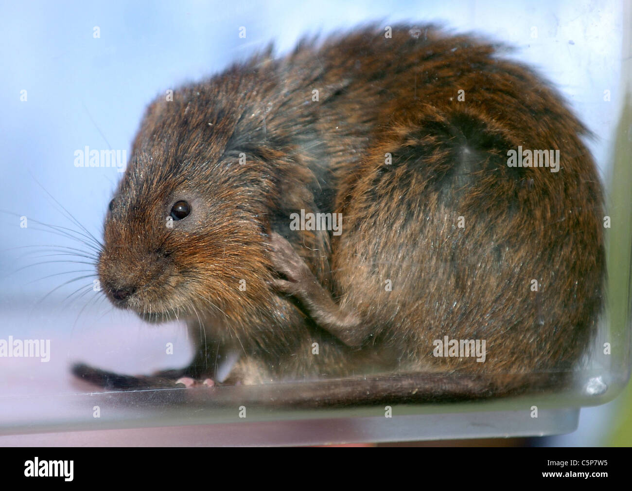 Eine Schermaus (Viridors Wühlmäuse) in den Gewässern des Arundel Wildfowl und Wetlands Centre entlassen werden Stockfoto