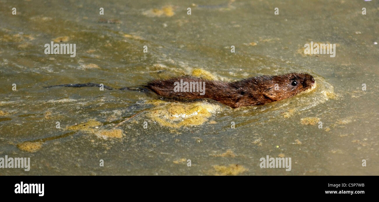 Eine Water Vole („Viridors Wühlmäuse“), die in die Gewässer des Arundel Wildfowl and Wetlands Centre freigesetzt wird Stockfoto