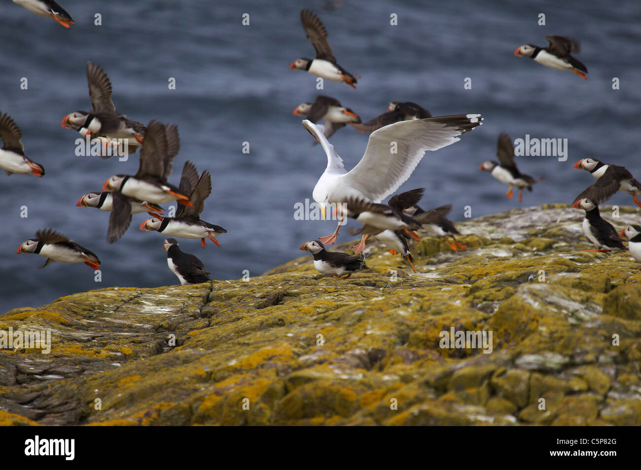 Silbermöwe, Larus Argentatus, Angriff auf eine Puffin, Fratercula Arctica, Farne Islands, Northumberland, Großbritannien Stockfoto