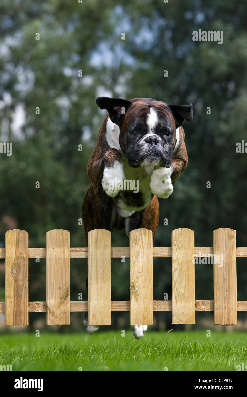 Boxer-Hund (Canis Lupus Familiaris) springen über Holz Gartenzaun Stockfoto