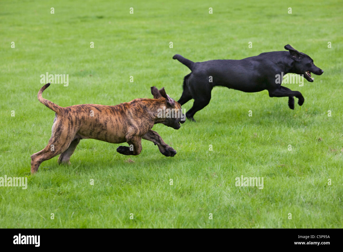 Hund beim spielen Fotos und Bildmaterial in hoher Auflösung Alamy