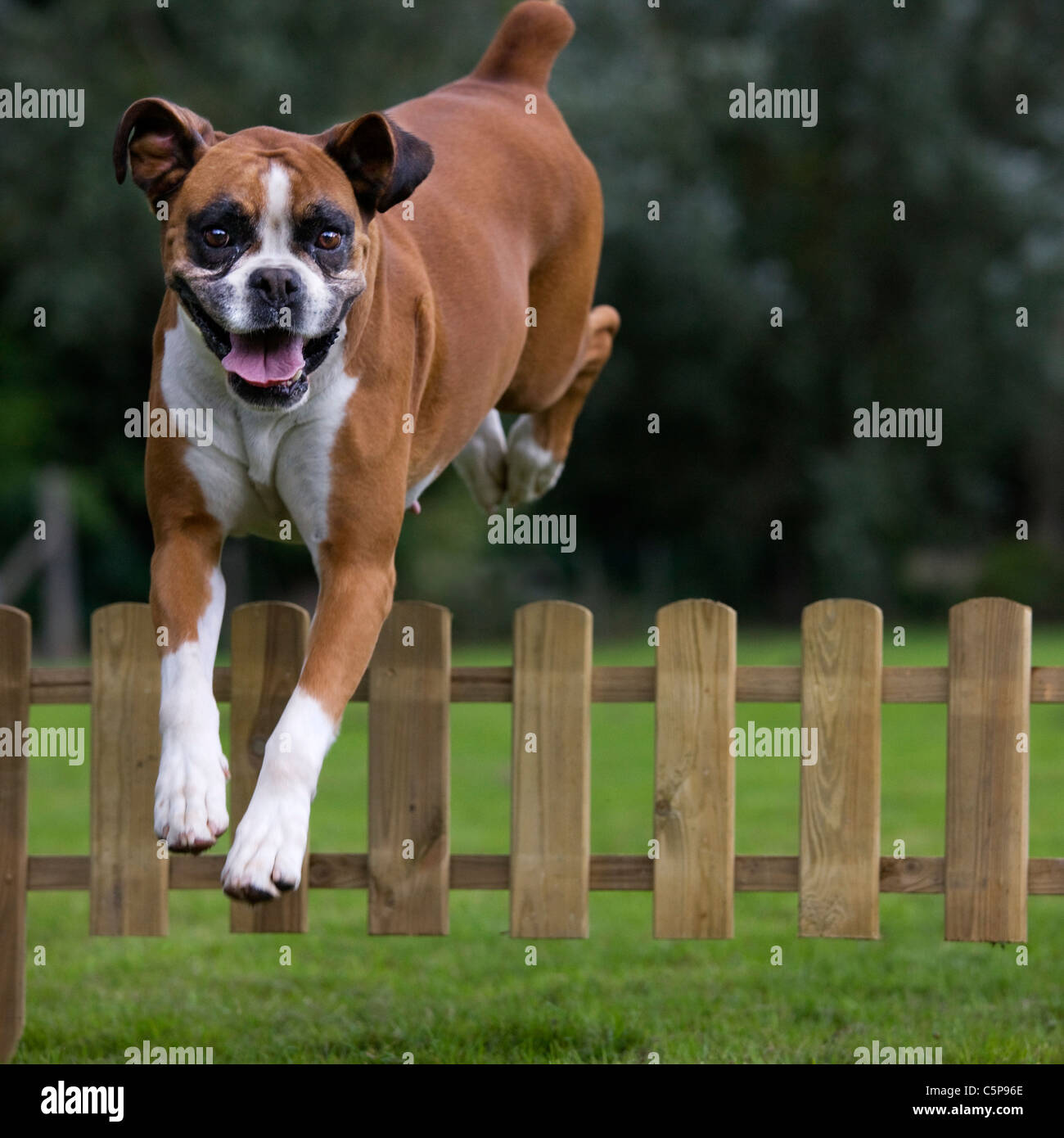 Hund sprungzaun Fotos und Bildmaterial in hoher Auflösung Alamy