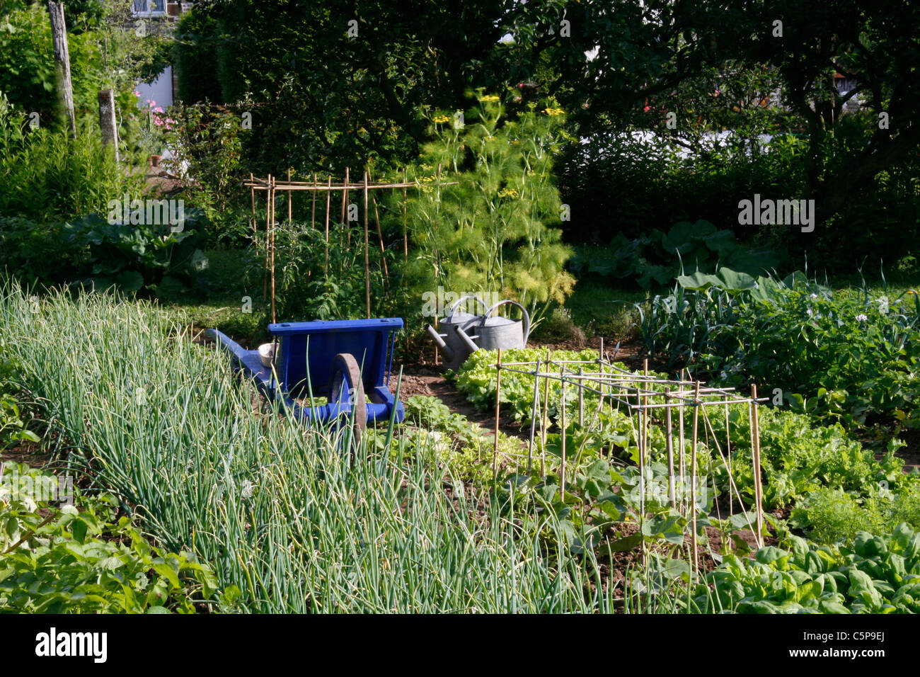 Gemischte Betten von Gemüse (Schalotten, Tomaten, Salat,...) in einem Gemüsegarten mit einer Schubkarre und Gießkannen. Stockfoto