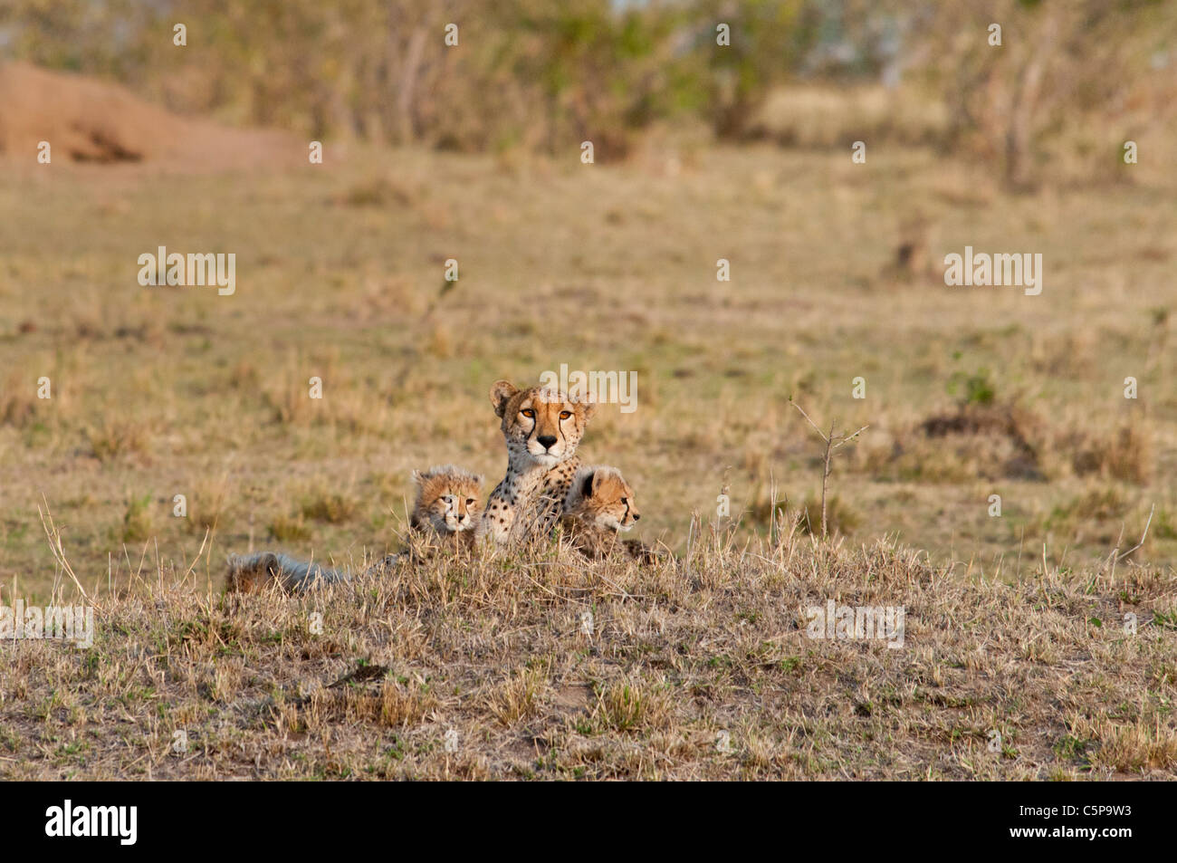 Gepard, Acinonyx Jubatus, mit zwei jungen, Masai Mara National Reserve, Kenia, Afrika Stockfoto