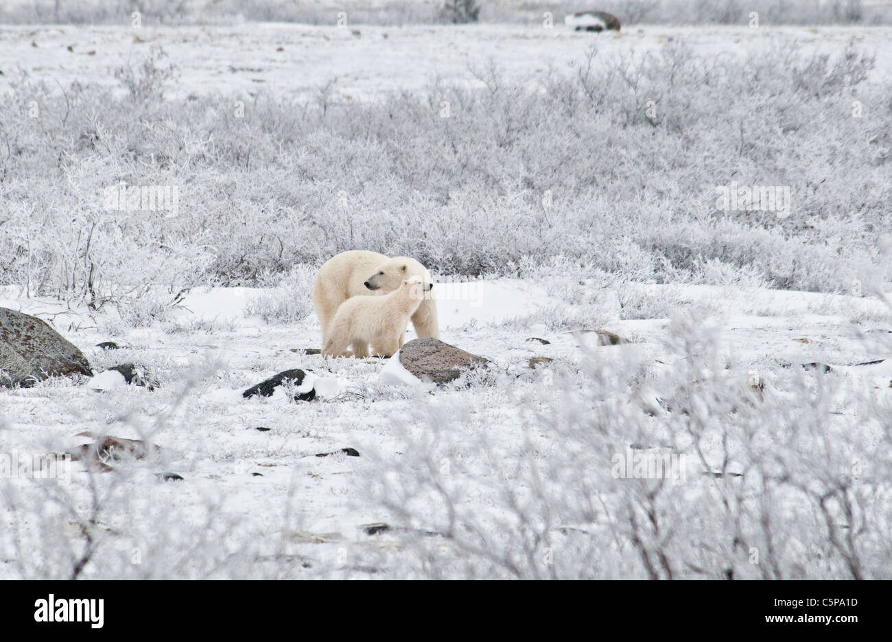 Eisbär-Mutter mit Coy, Ursus Maritimus, Wapusk-Nationalpark, in der Nähe von Hudson Bay, Cape Churchill, Manitoba, Kanada Stockfoto