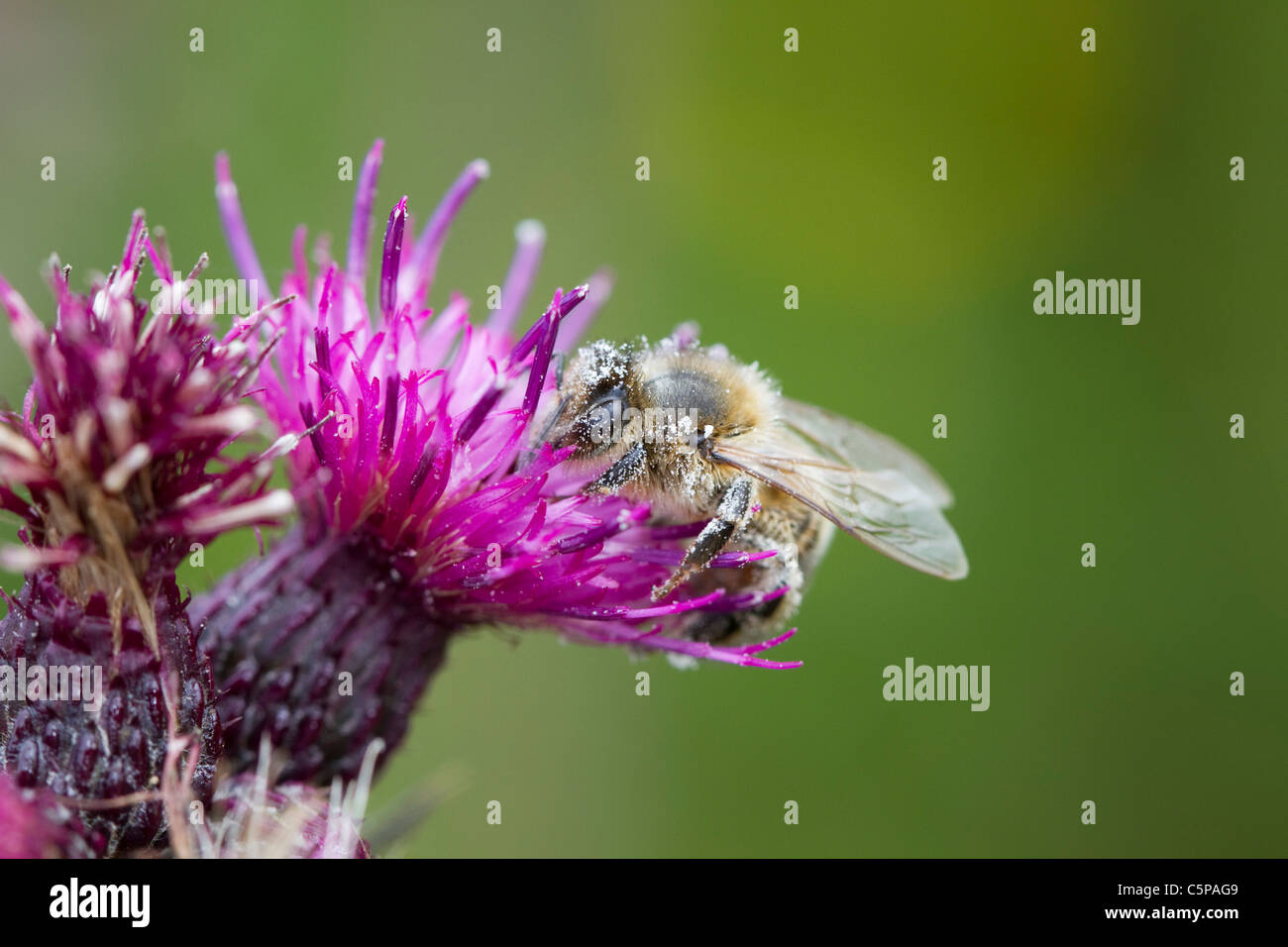 Honigbiene auf Marsh Distel; Cornwall; UK Stockfoto