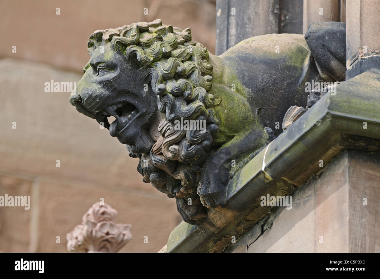 Geschnitzte Wasserspeier eines Löwen auf der Südseite der Lady Chapel der Lichfield Kathedrale Staffordshire England Stockfoto