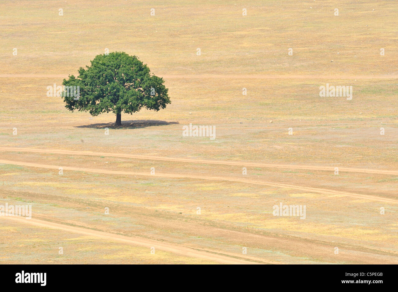 Einzelner Baum auf Feld Stockfoto
