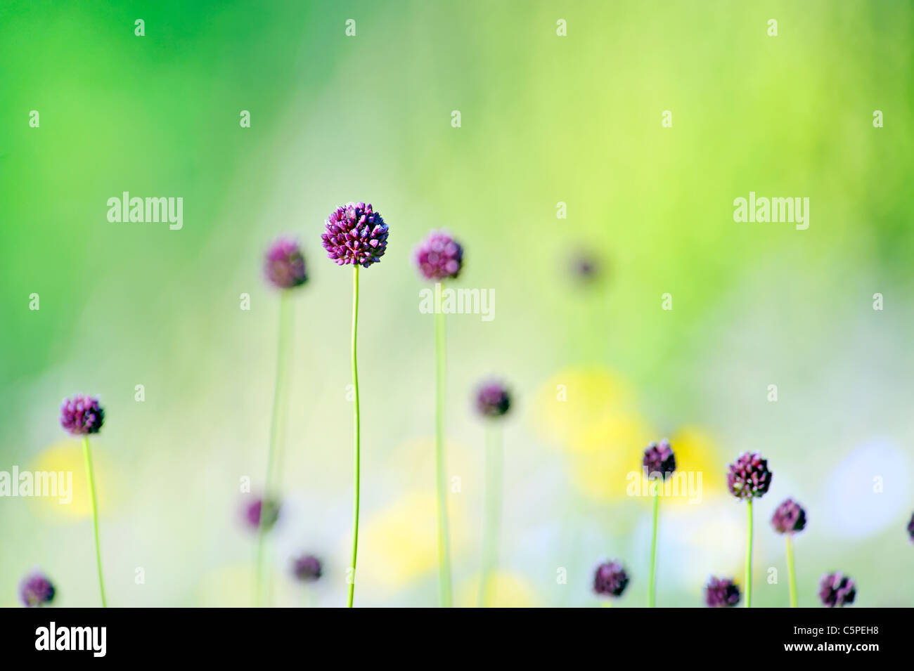 violetten Blüten auf Feld Stockfoto