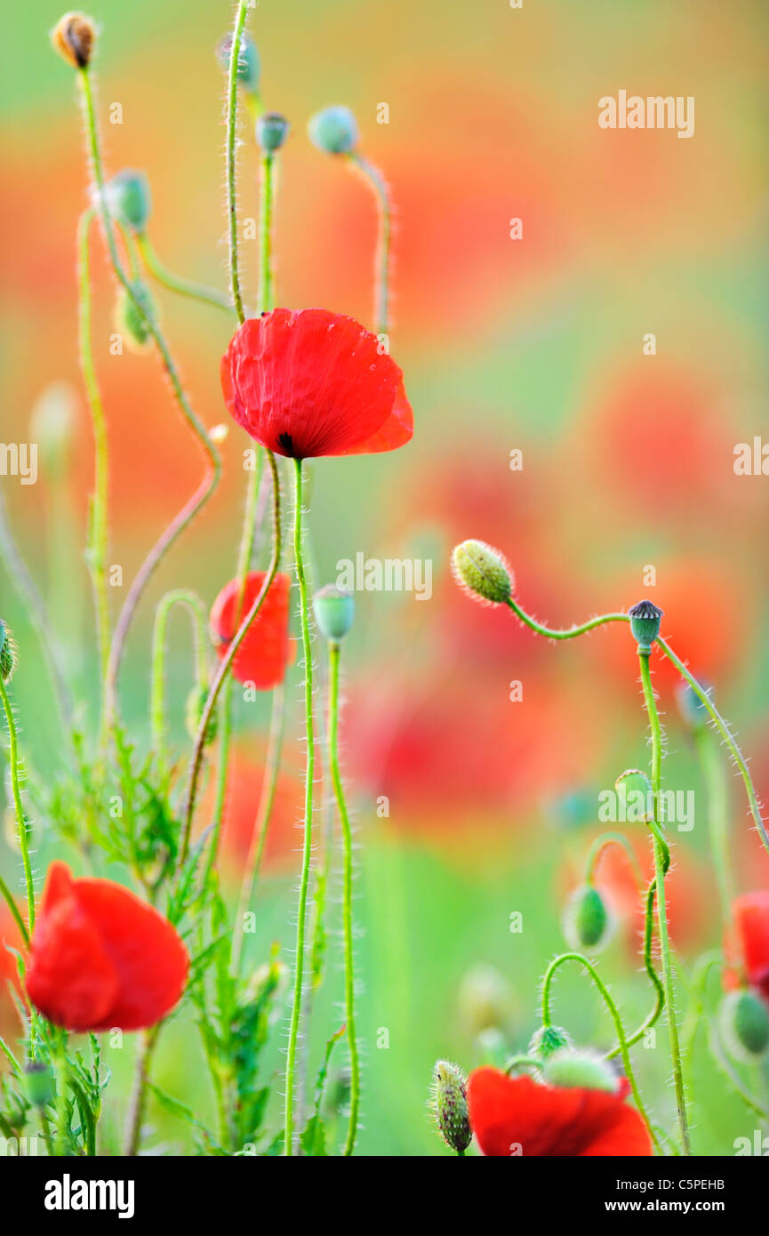 Mohnfeld Stockfoto