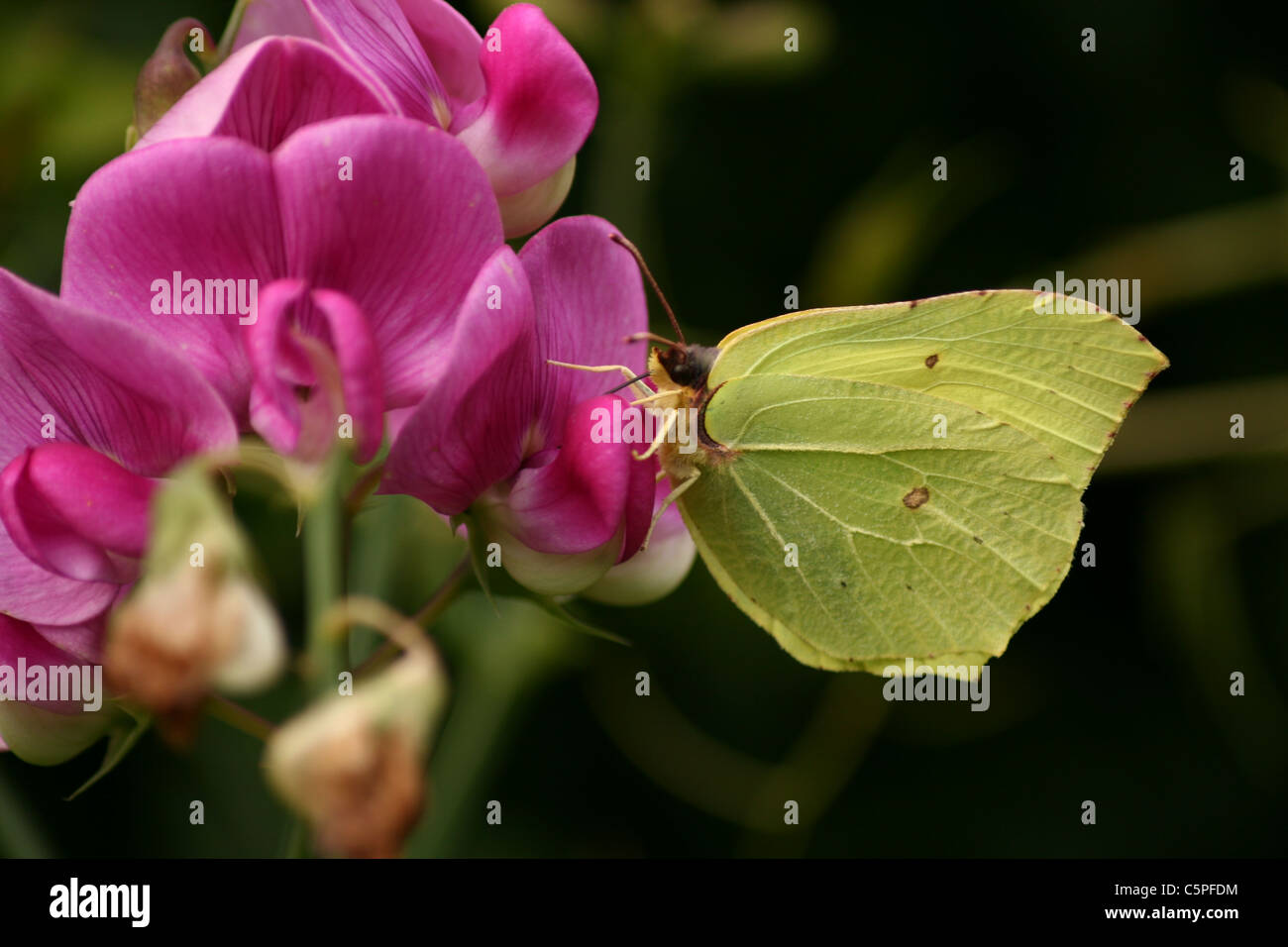 Schmetterling auf die rosa Blüten Stockfoto