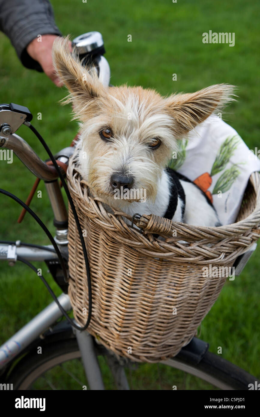 Rau beschichtet Jack Russell Terrier (Canis Lupus Familiaris) im Fahrradkorb eine Fahrradtour machen Stockfoto