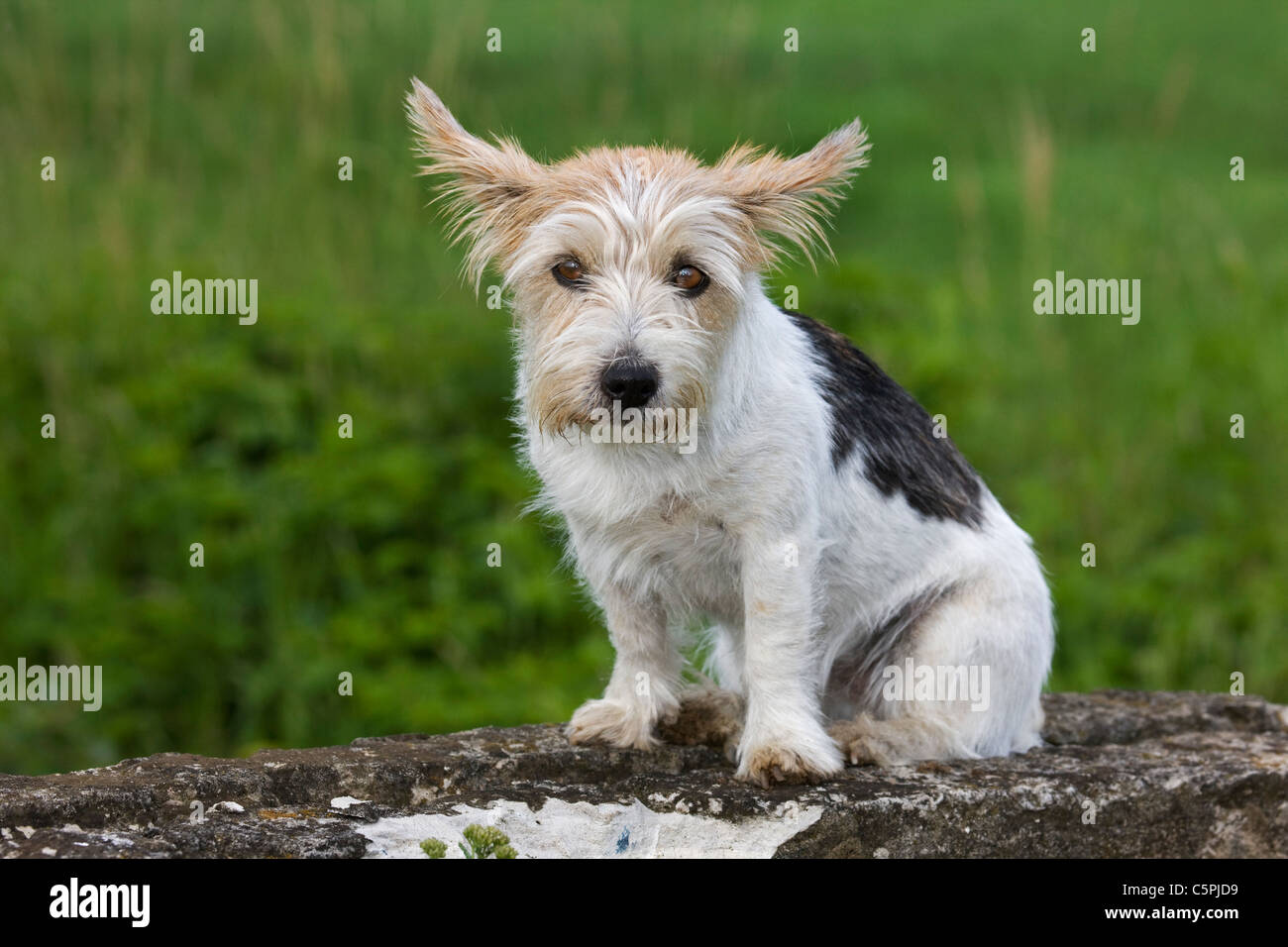 Rau beschichtet Jack Russell Terrier (Canis Lupus Familiaris) im Garten Stockfoto