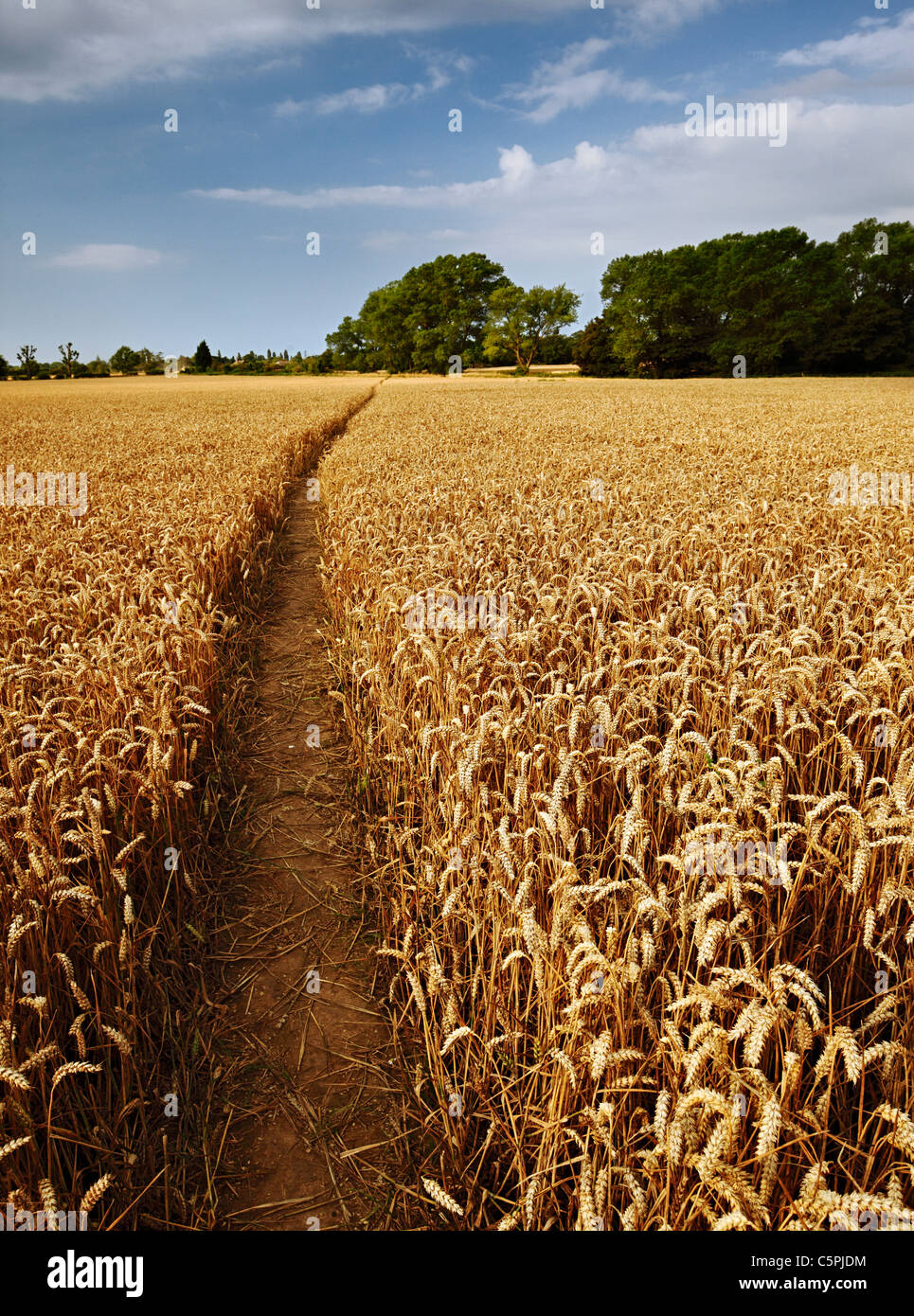 Fußweg durch ein Weizenfeld. Stockfoto