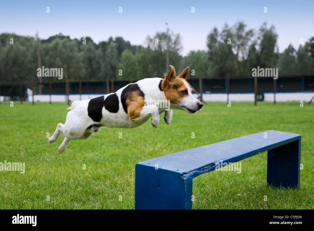 Glatte beschichtete Jack Russell Terrier (Canis Lupus Familiaris) laufen und springen am Hindernis-Parcours in der Hundeschule Stockfoto