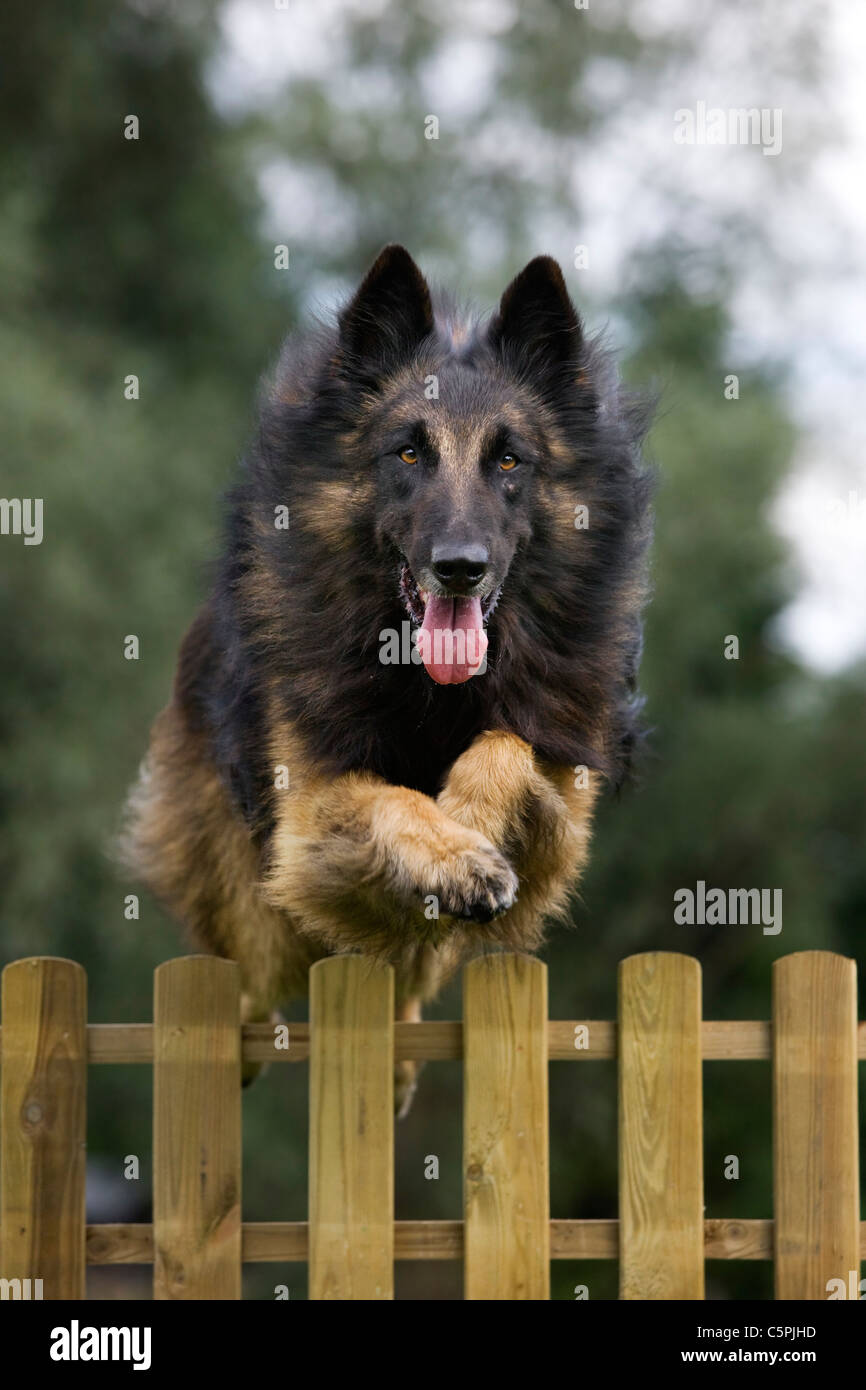 Belgischer Schäferhund Tervuren / Tervueren (Canis Lupus Familiaris) Hund springen über Holz Gartenzaun Stockfoto