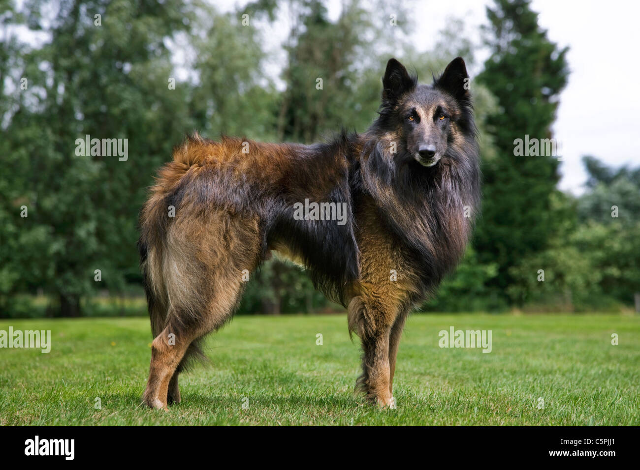 Belgischer Schäferhund Tervuren / Tervueren (Canis Lupus Familiaris) Hund im Garten Stockfoto