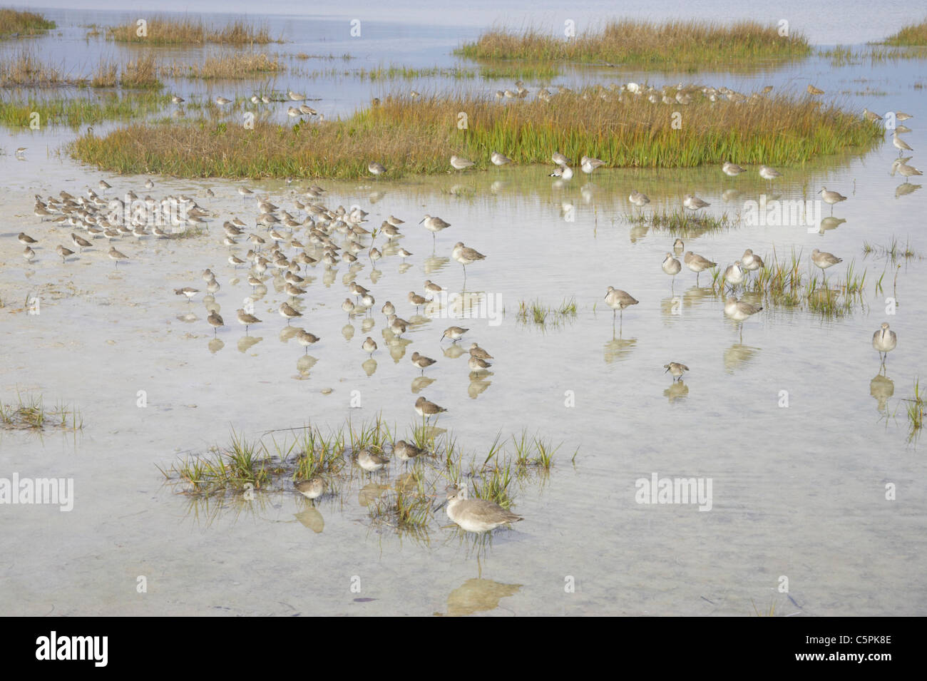 Gemischte Limikolen (Watvögel) Flut Roost Fort De Soto, Florida, USA BI001830 Stockfoto