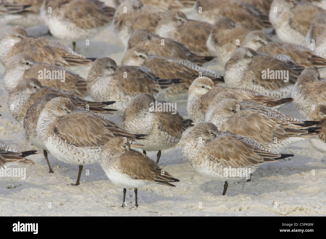 Gemischte Limikolen (Watvögel) Flut Roost Fort De Soto, Florida, USA BI001833 Stockfoto