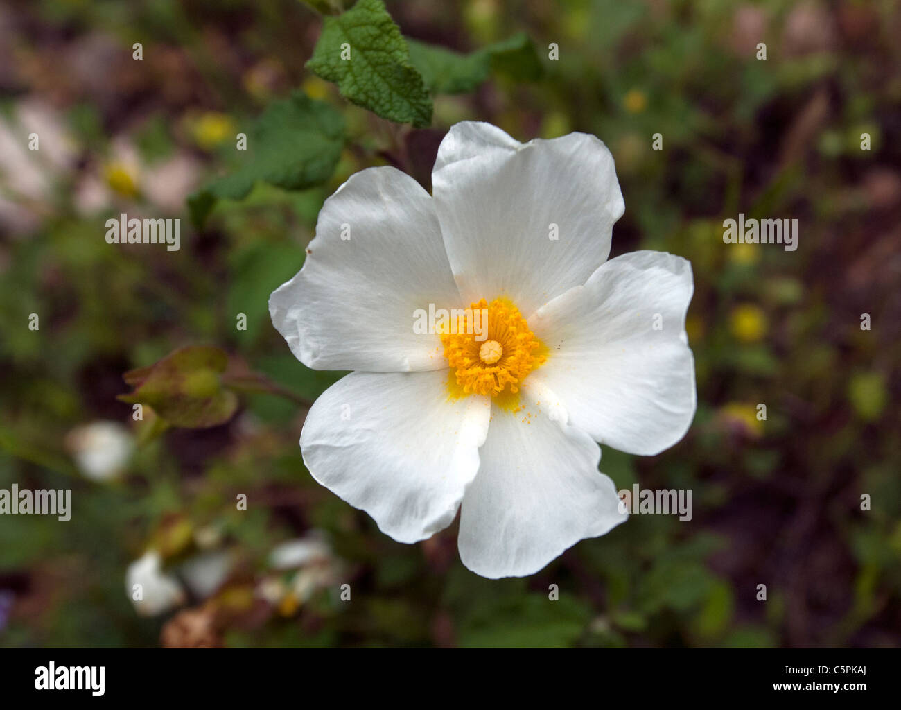 Rock Rose Stockfoto