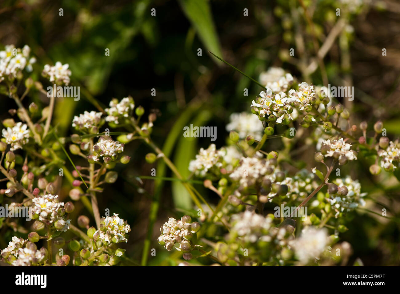 Gemeinsamen Skorbut Grass, Cochlearia Officinalis, in Blüte Stockfoto