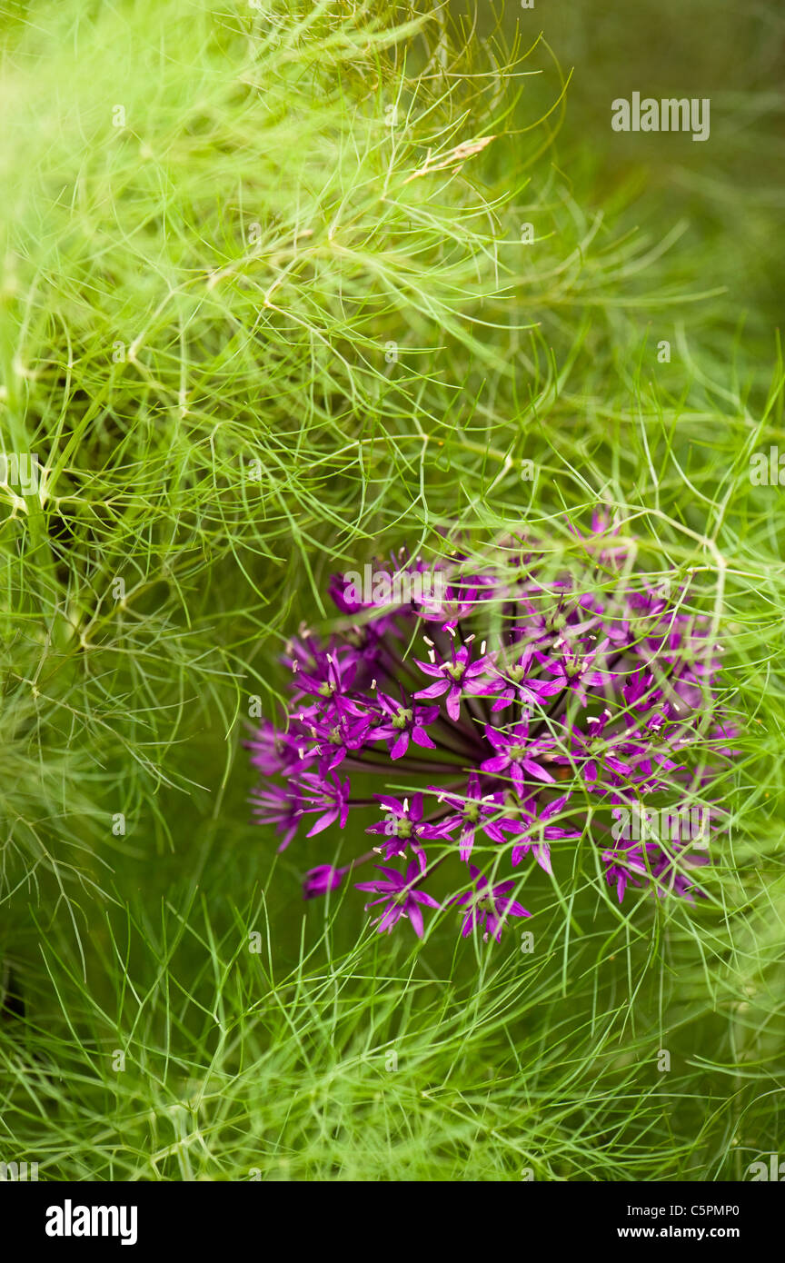 Allium Hollandicum 'Purple Sensation' wächst in der Mitte der Bronze-Fenchel, Foeniculum Vulgare 'Purpureum' Stockfoto