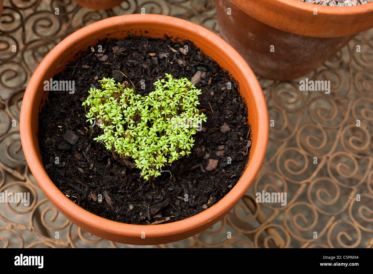 Kresse, Lepidium Sativum, wächst in der Form eines Herzens gewellt Stockfoto