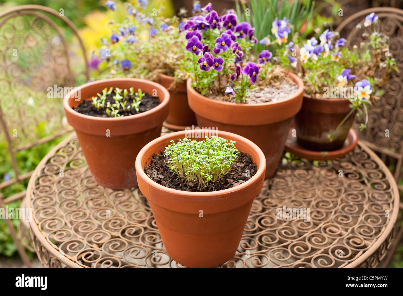 Kresse, Lepidium Sativum, wächst in der Form eines Herzens mit Topf Ringelblumen und Bratschen gewellt Stockfoto