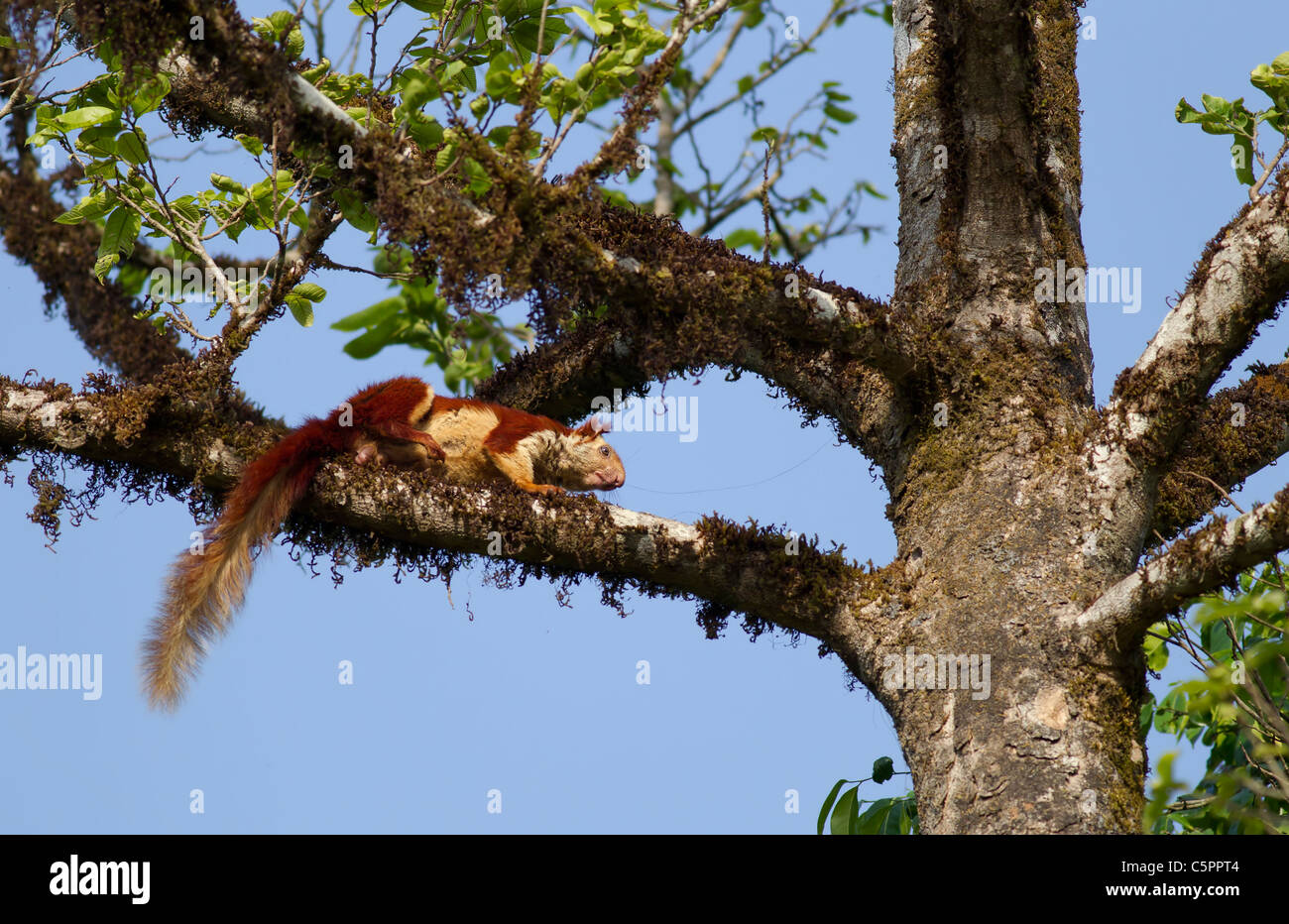 Malabar riesiges Eichhörnchen kratzen sich an einem Baum Stockfoto