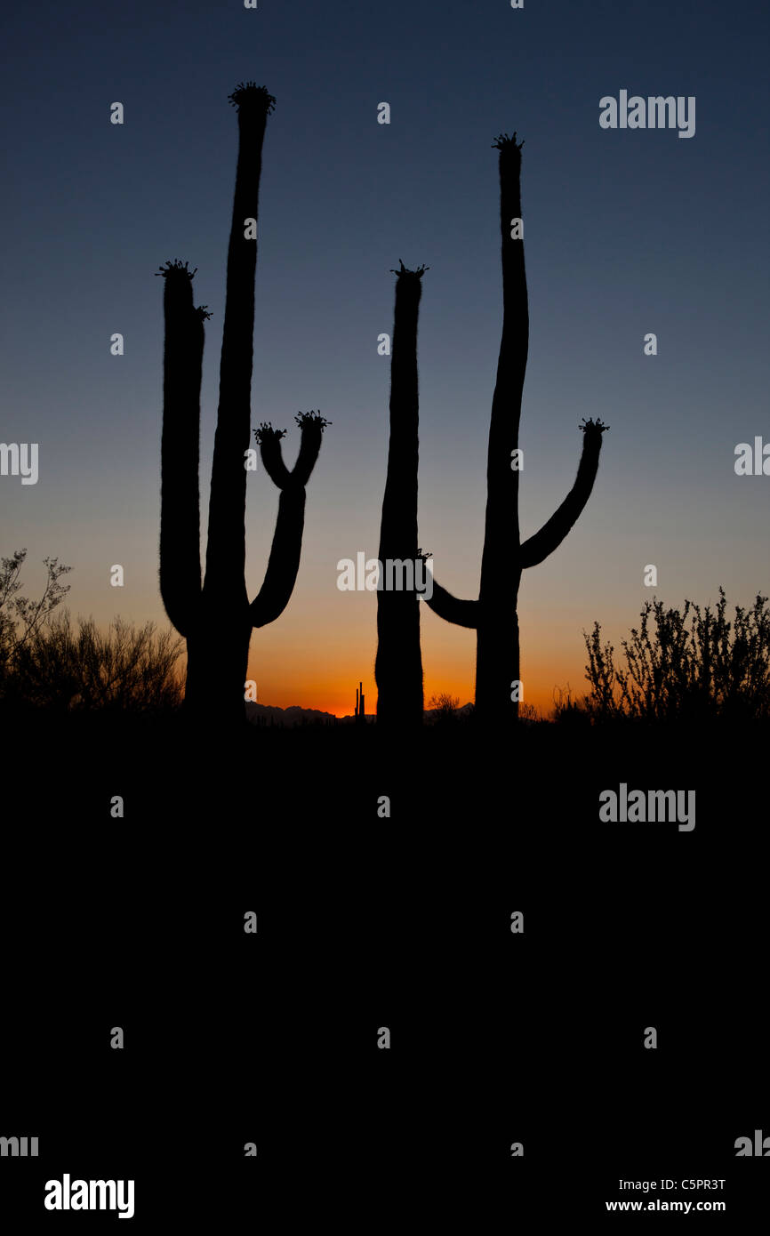 Silhouette eines Paares von riesigen Saguaro-Kakteen (Carnegiea Gigantea) bei Sonnenuntergang, Saguaro National Park, Tucson, Arizona, USA Stockfoto