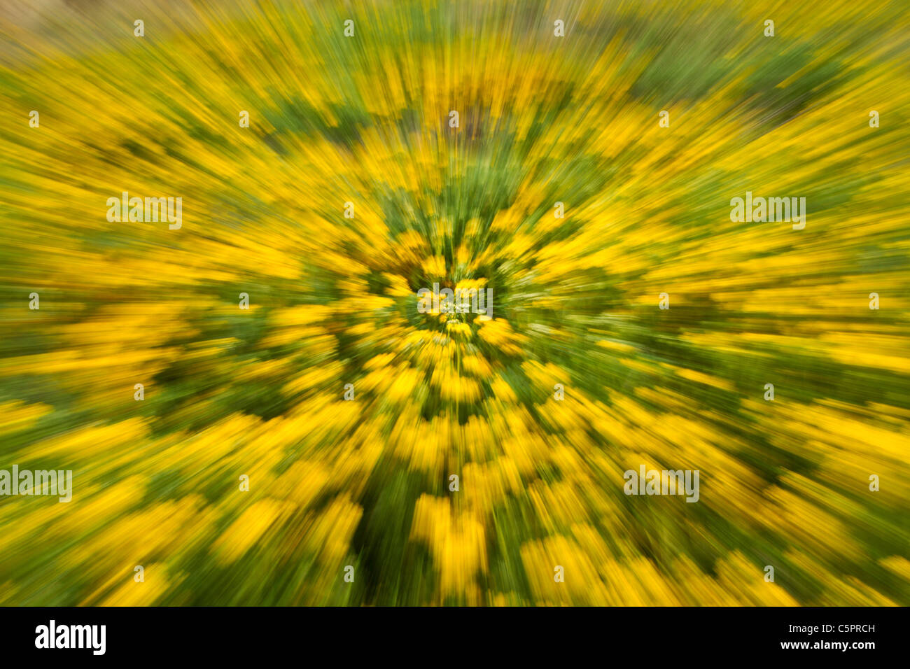 Bild der goldenen Blumenfeld in Big Sur, Kalifornien, USA, Zoom Kameraobjektiv getroffenen Stockfoto