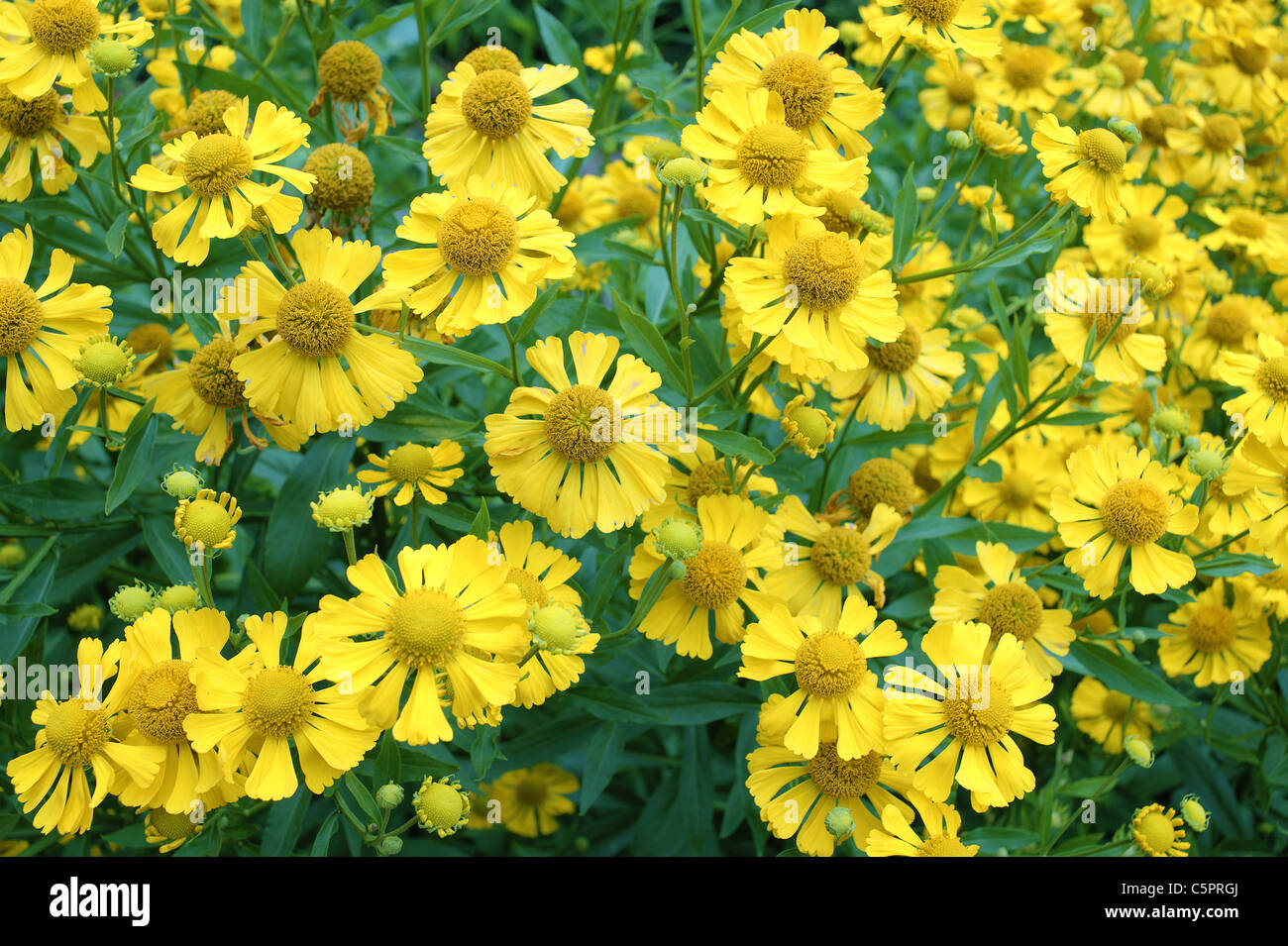 Gelbe Helenium Blumen in voller Blüte Stockfoto