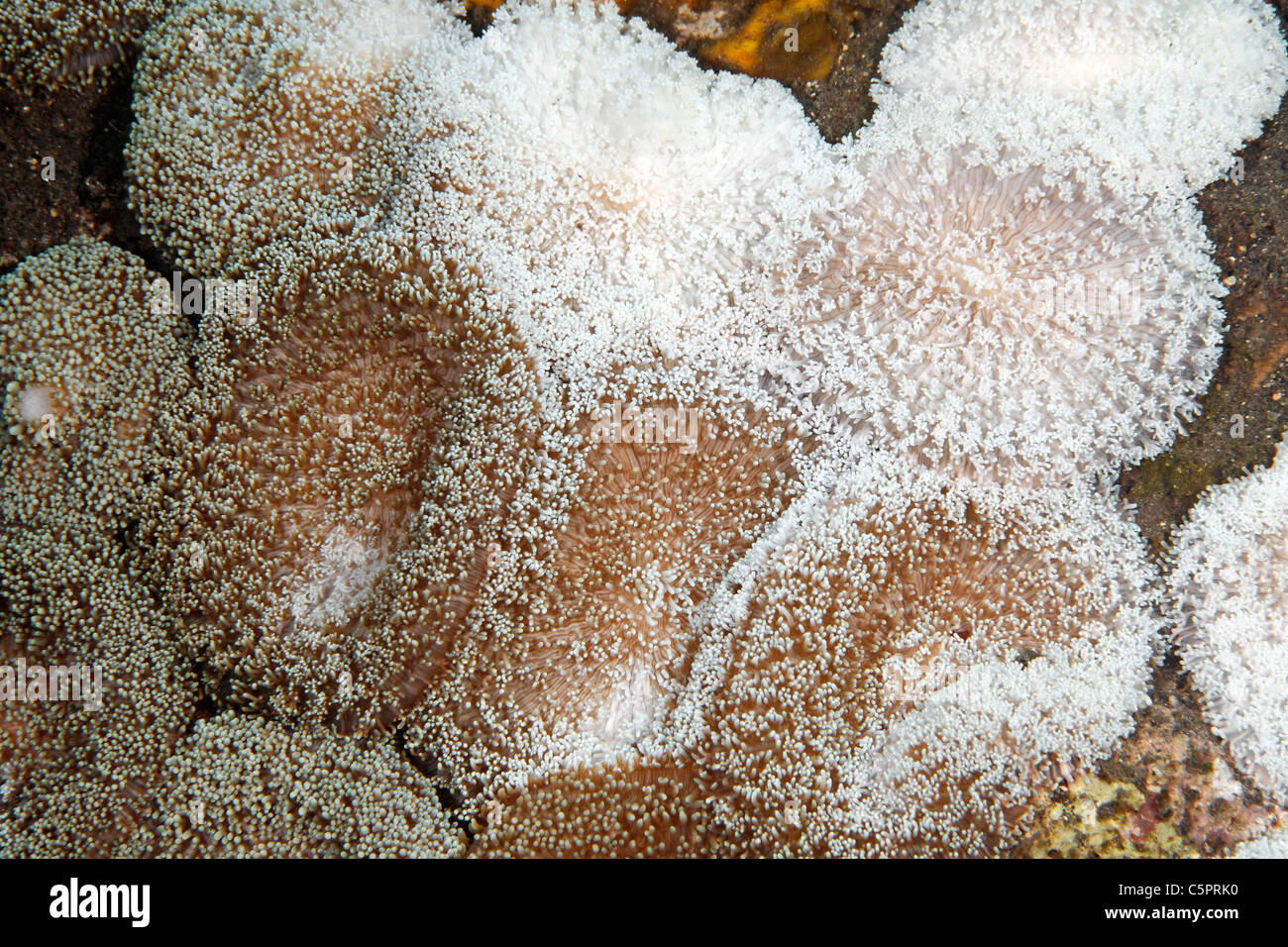 Corallimorphs oder Corallimorpharians, Discosoma vgl. Rhodostoma, zeigt Bereiche gebleicht. Korallenbleiche wird durch die globale Erwärmung verursacht. Stockfoto
