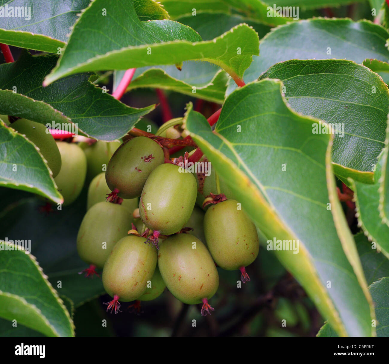 Winterharte Kiwi Kiwis Schnitt Mischpflanzungen Stockfoto