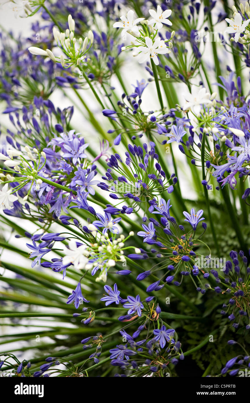 Ein Makro-Bild von Hollandicum Allium 'Purple Sensation' Blume Köpfe Stockfoto