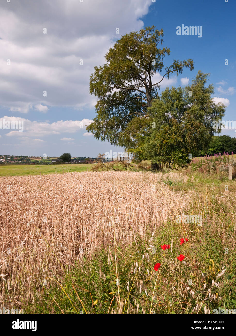 Englische Landschaft im Sommer Stockfoto