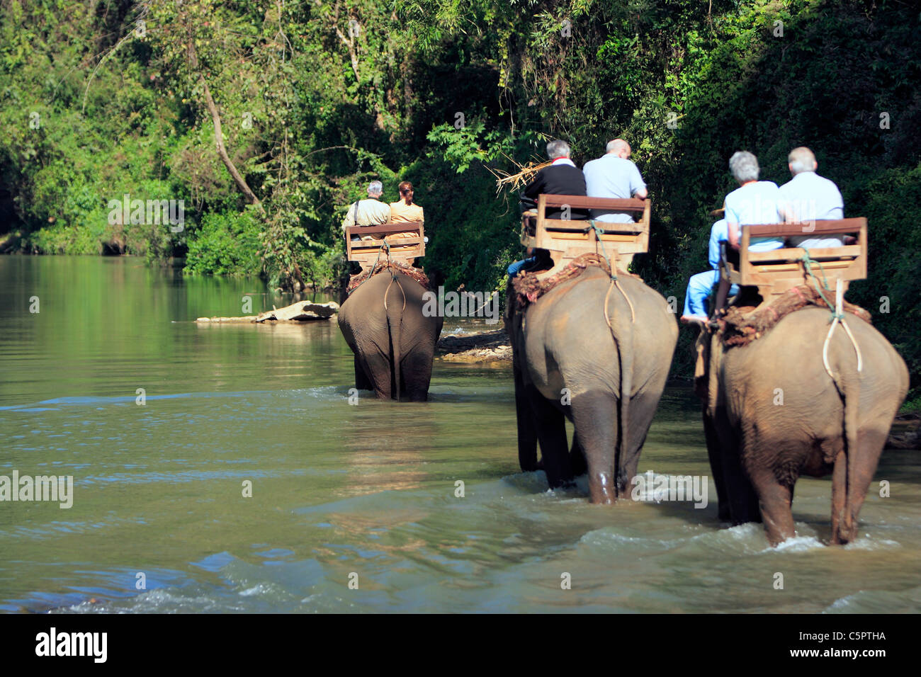 Elefanten waten durch den Ping-Fluss im Chiang Dao Elephant Training Centre, Chiang Mai, Chiang Dao, Thailand Stockfoto