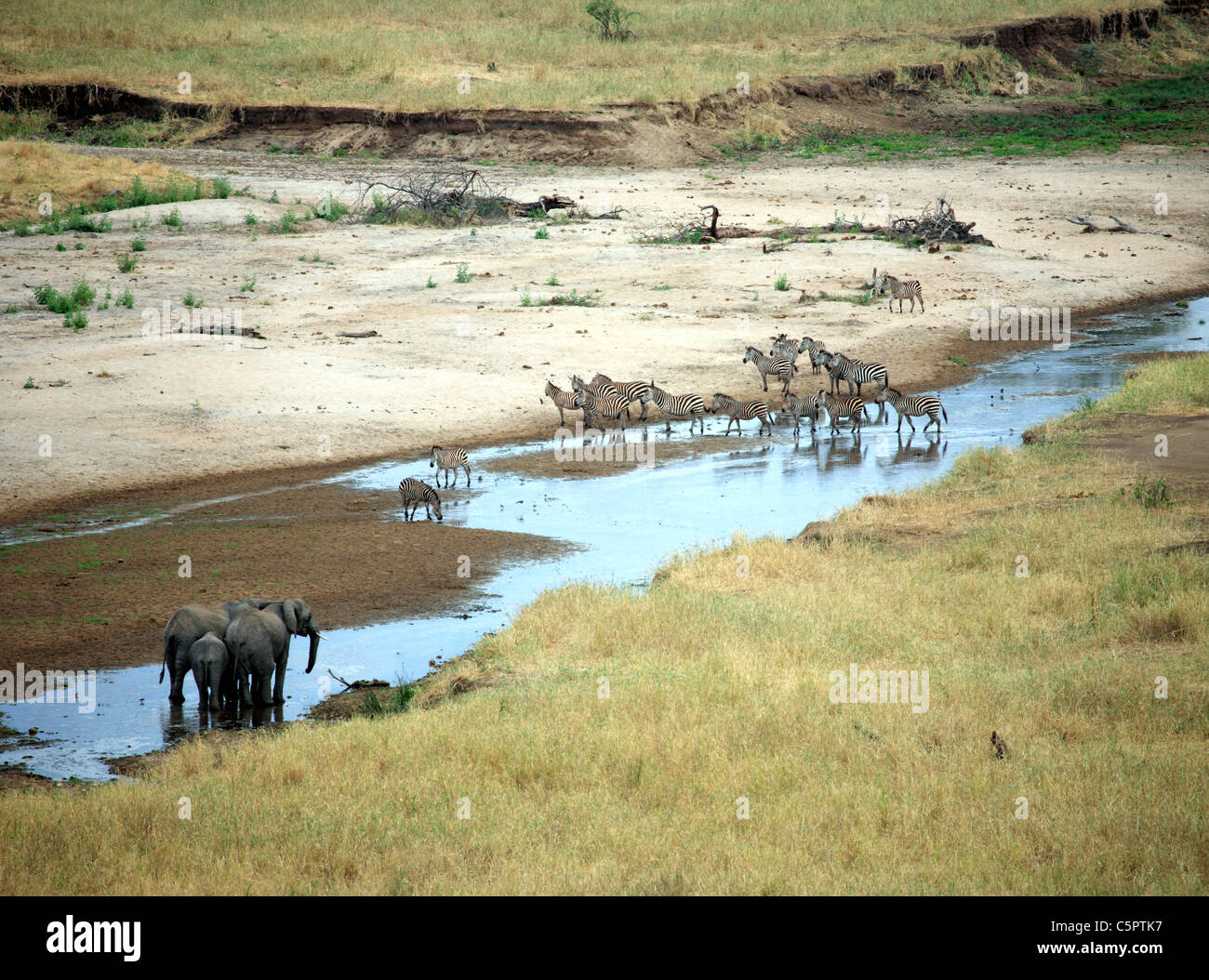 Tarangire Nationalpark, Tansania Stockfoto