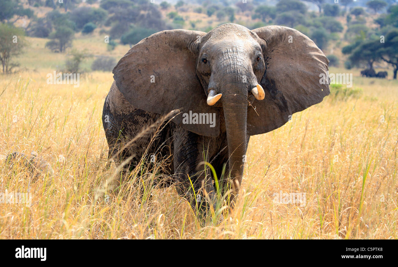 Loxodonta Africana (Elefant), Tarangire Nationalpark, Tansania Stockfoto