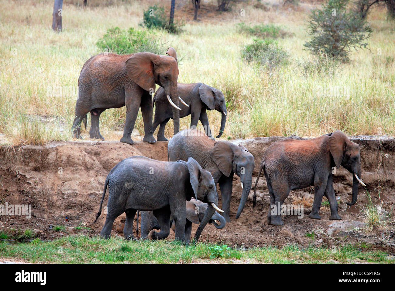 Loxodonta Africana (Elefant), Tarangire Nationalpark, Tansania Stockfoto