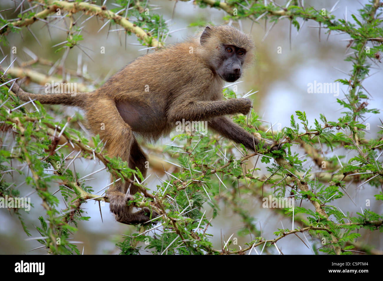 Olive Pavian (Papio Anubis), Lake Manyara National Park, Tansania Stockfoto