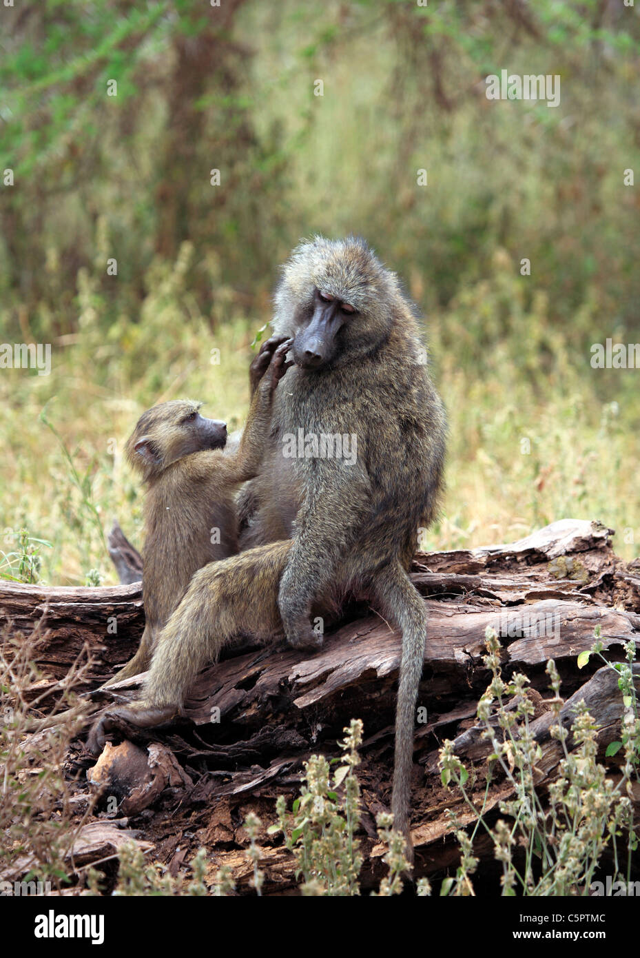 Olive Pavian (Papio Anubis), Lake Manyara National Park, Tansania Stockfoto