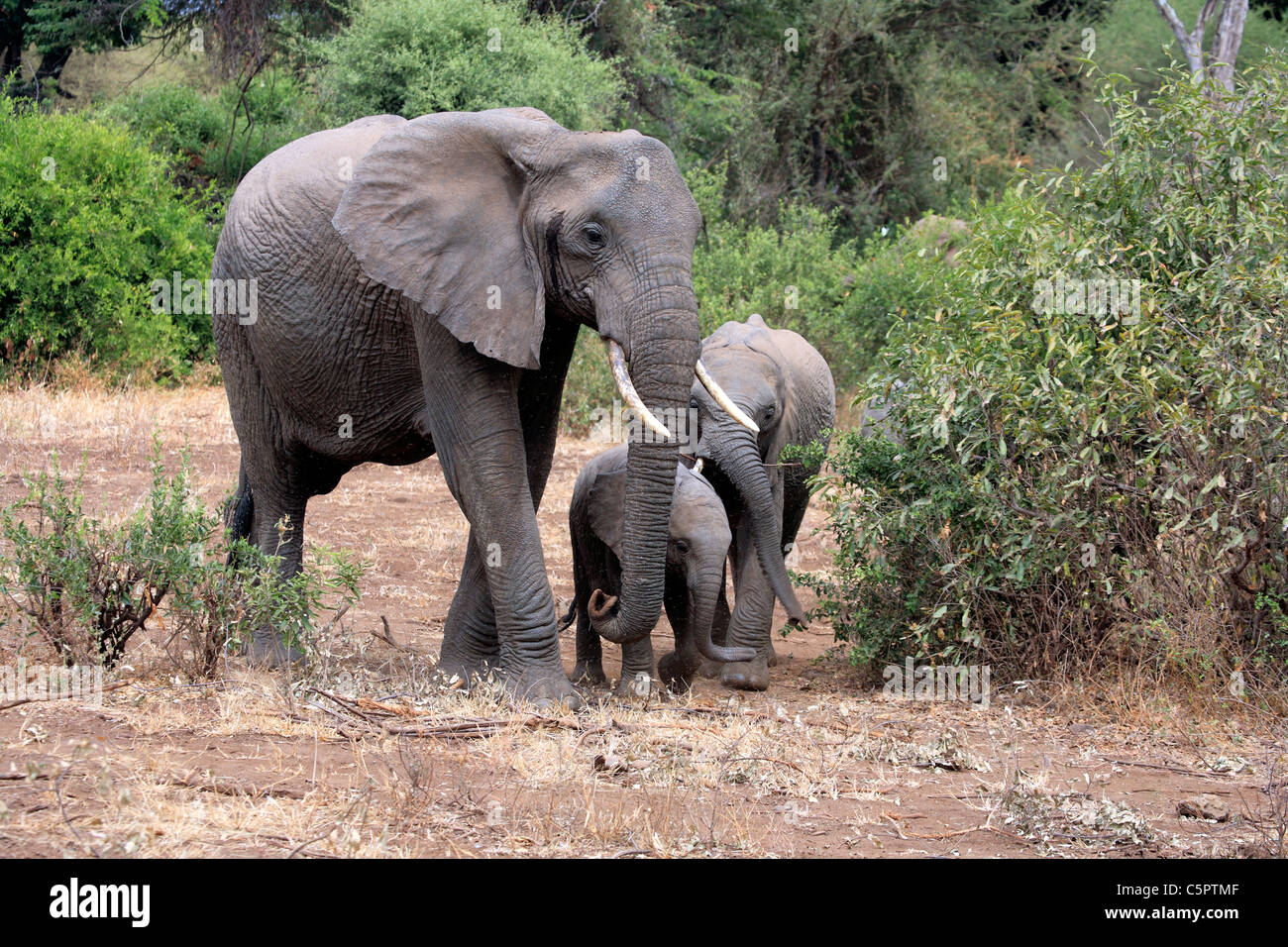 Loxodonta Africana (Elefant), Lake Manyara National Park, Tansania Stockfoto
