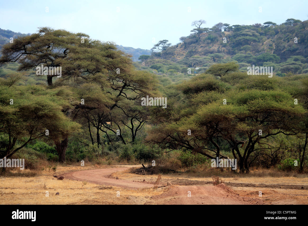 Lake Manyara National Park, Tansania Stockfoto