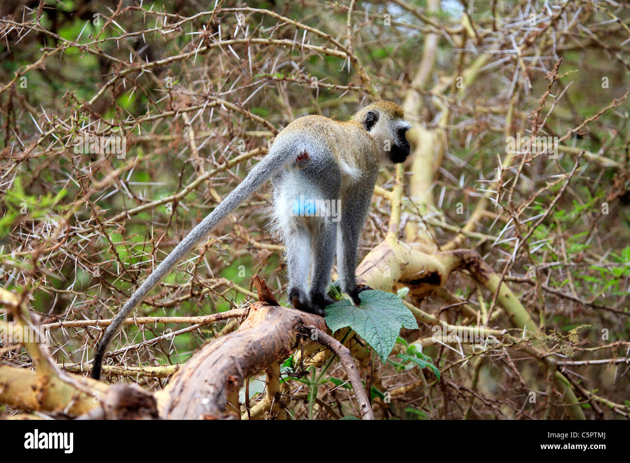 Grüne Aethiops (Vervet Affen), Lake Manyara National Park, Tansania Stockfoto