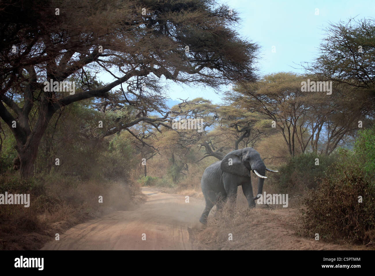 Loxodonta Africana (Elefant), Lake Manyara National Park, Tansania Stockfoto