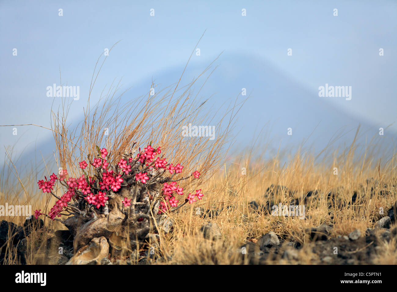 Natron-See, Tansania Stockfoto